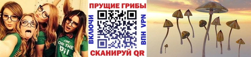 где можно купить наркотик  Райчихинск  OMG маркетплейс  Псилоцибиновые грибы MAGIC MUSHROOMS 